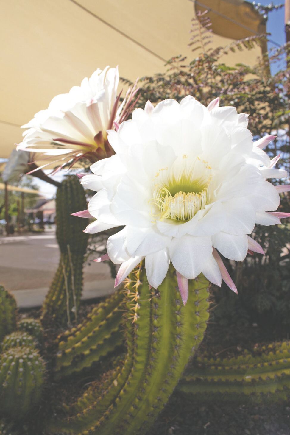 Gardening for Wildlife and Pollinators | Carefree 1 cst_2022-03-01_036.tiff
